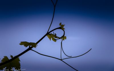 Programa N 277 de 29 de Julio de 2020