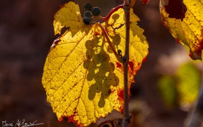 Programa N 283 de 28 de Octubre de 2020