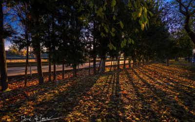 Programa N 286 de 18 de Noviembre de 2020