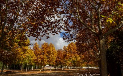 Programa N 295 de 3 de Febrero de 2021