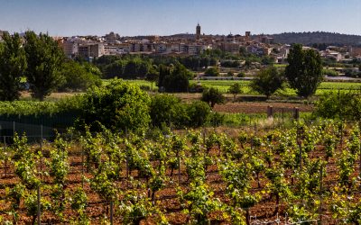 Programa N 296 de 10 de Febrero de 2021