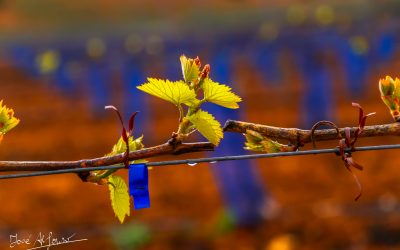 Programa N 305 de 14 de Abril de 2021