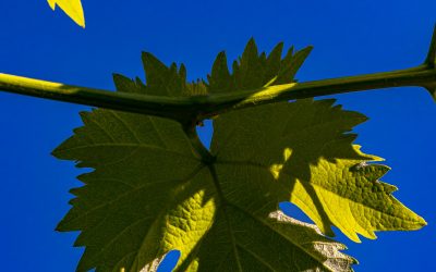 Programa N 313 de 09 de Junio de 2021