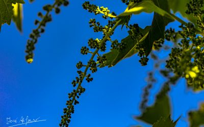 Programa N 311 de 26 de Mayo de 2021